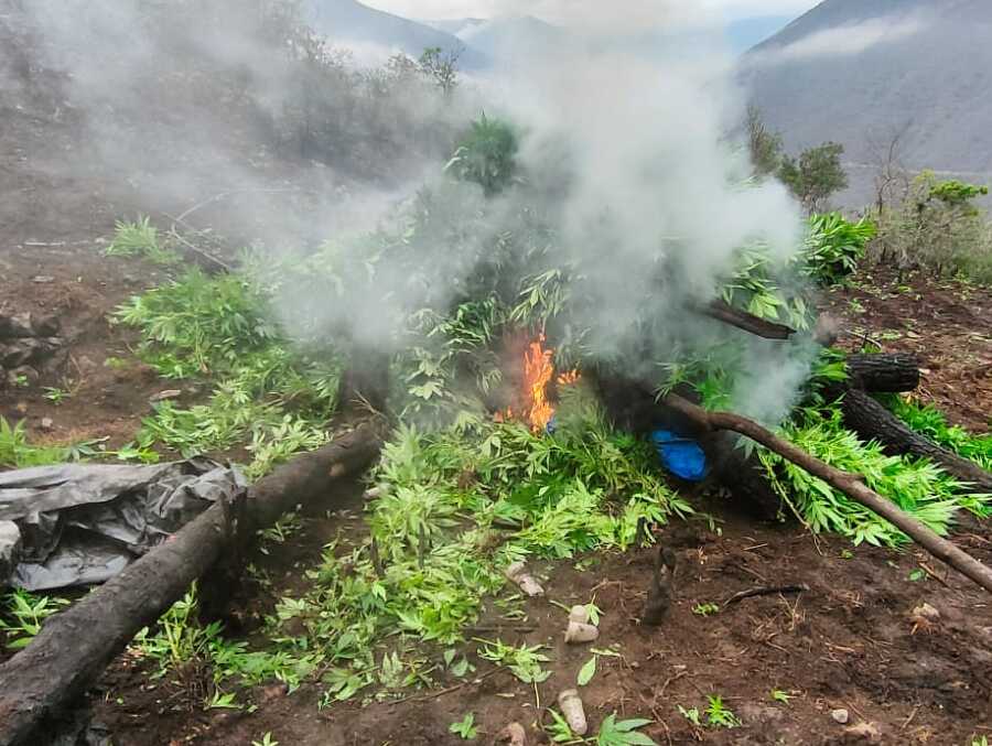 Incineran más de 200 toneladas de marihuana en estado natural en Cochabamba