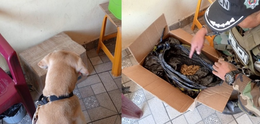 En Cochabamba can detecta más de cinco kilos de marihuana camuflados como encomienda 
