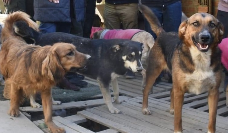 Zoonosis confirma quinto caso de rabia canina y activa “control de foco” en Sucre