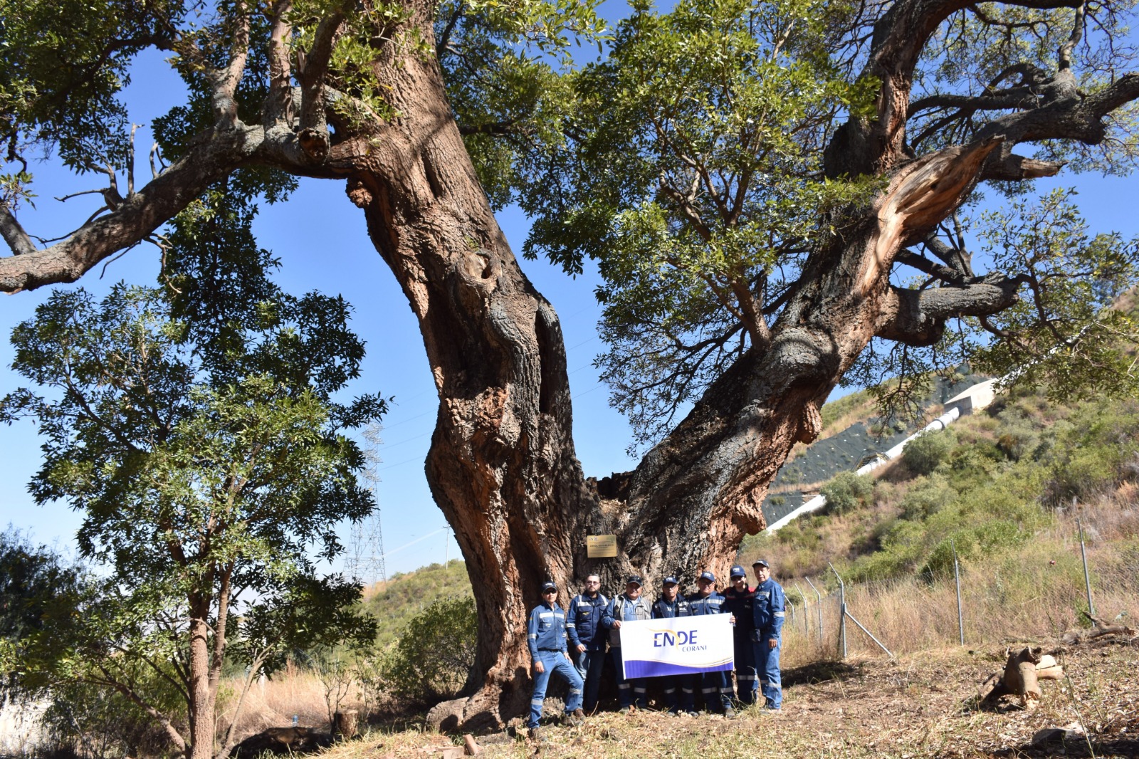 Un árbol Chilijchi de más de 100 años de vida se encuentra en predios de ENDE