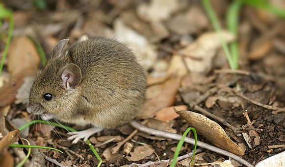 Salud desplaza equipo técnico a Caranavi ante un caso de arenavirus