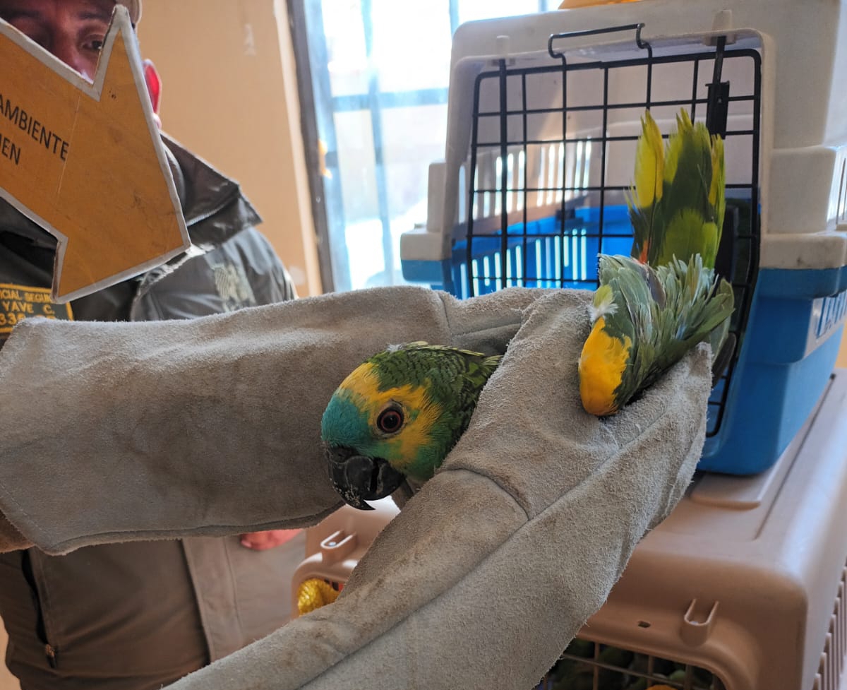 Fiscalía investiga a una persona que transportaba 43 loros de Santa Cruz a Oruro