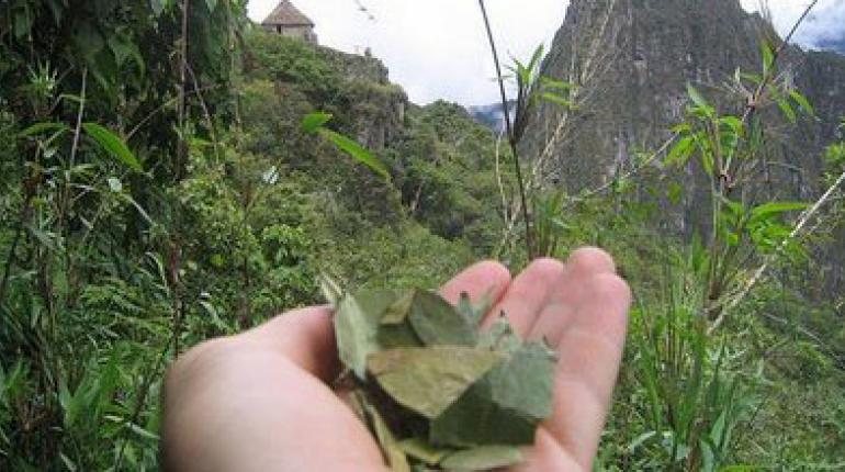 Refuerzan operativos de control en frontera para frenar el ingreso de coca peruana