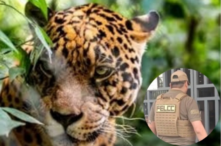 Fiscalía precinta bioparque en Santa Cruz donde un hombre fue asesinado por un jaguar