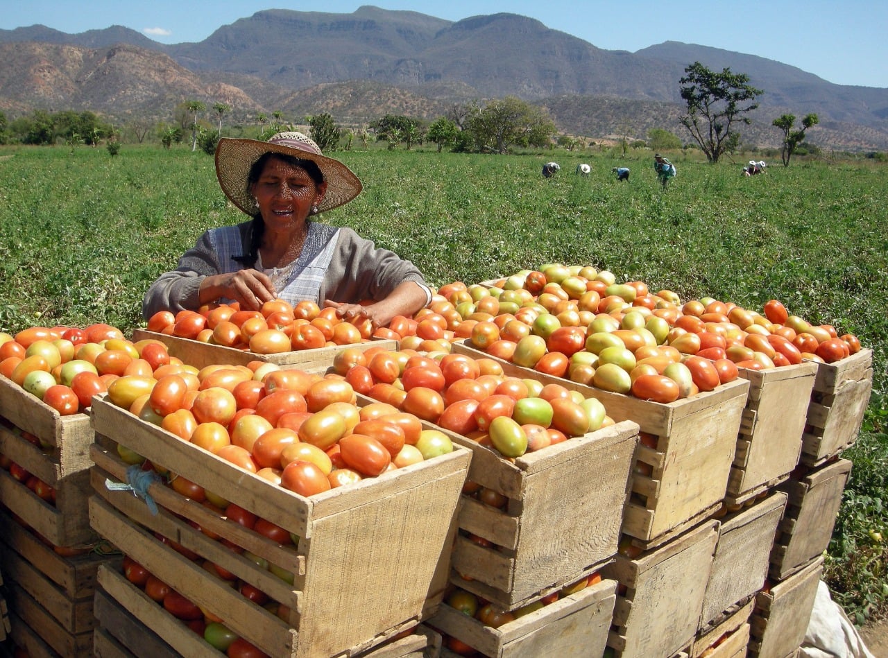 Reportan normal abastecimiento de alimentos y constatan que precio de la libra de tomate bajó hasta Bs 1,50 
