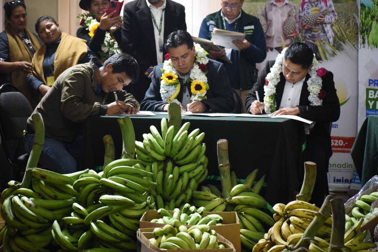 Gobierno inyecta Bs 18,7 millones para fortalecer la producción de banano, plátano y piña en La Paz y Cochabamba 