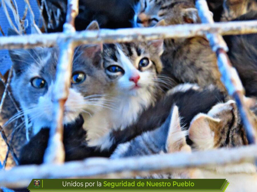 El Alto: Pofoma rescata a 66 canes y gatos en la feria 16 de Julio y arrestan a cuatro personas