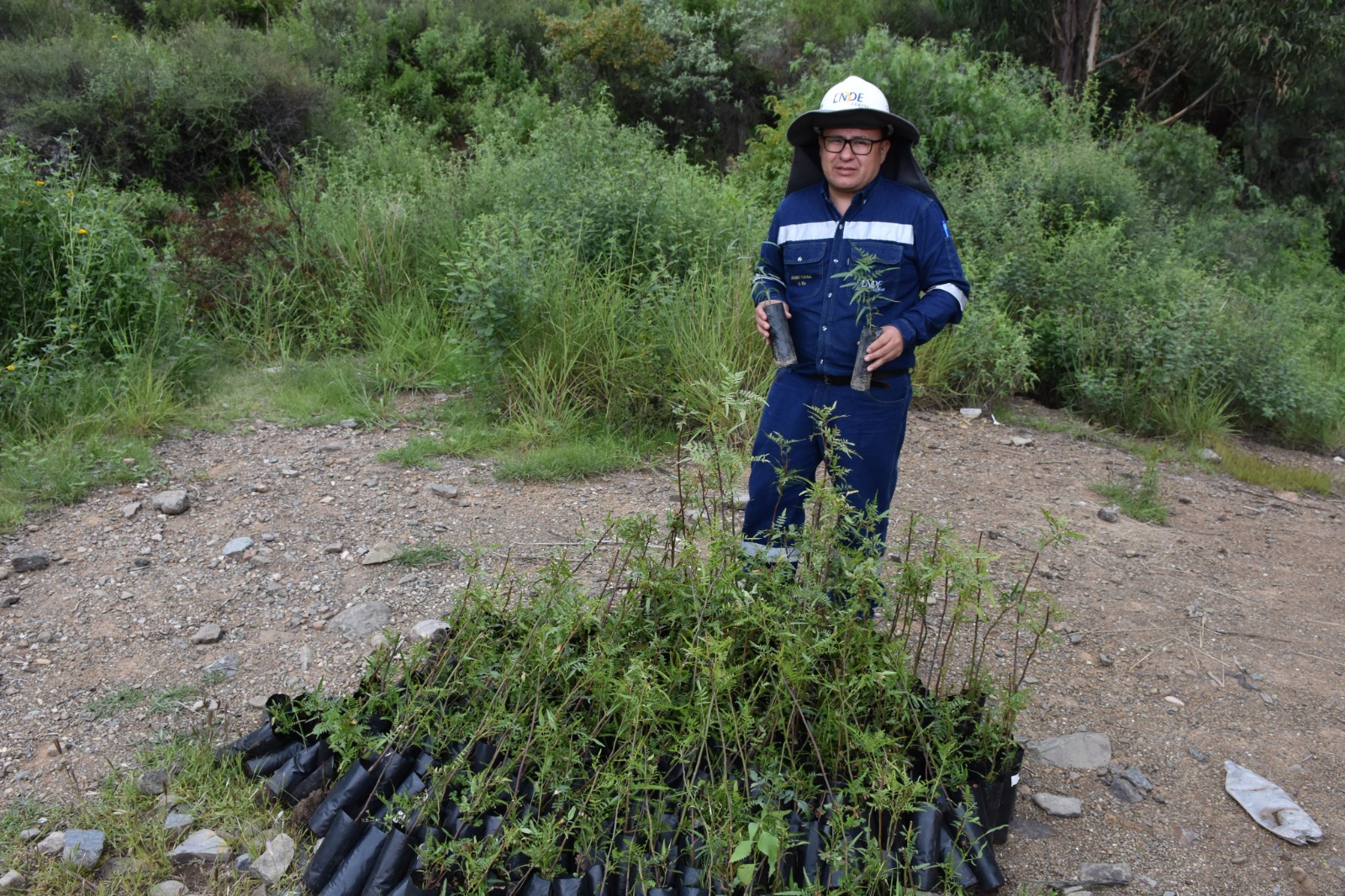 ENDE planta 10.000 ejemplares de kewiña en el Parque Nacional Tunari
