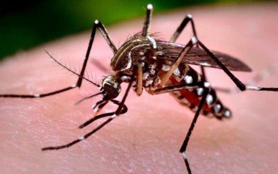 Salud ejecuta acciones de prevención contra el dengue e insta a participar con la eliminación de criaderos de mosquito