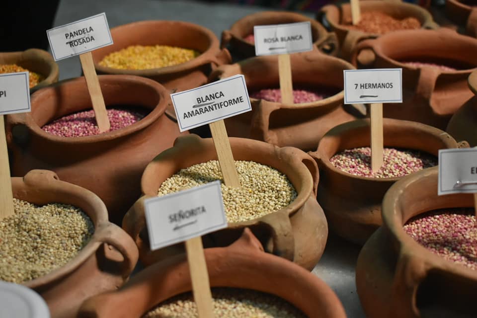 IBCE: Exportaciones de quinua boliviana repuntaron un 23% en valor y 15% en volumen durante 2023