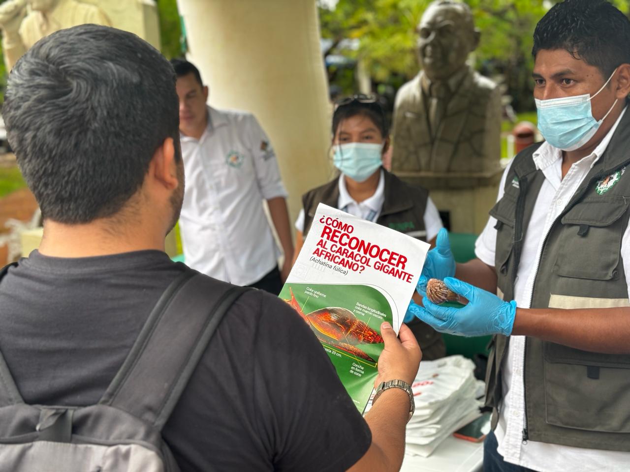 En Trinidad destruyen más de 60 kilos de “Caracol Gigante Africano” e inician campaña de recolección
