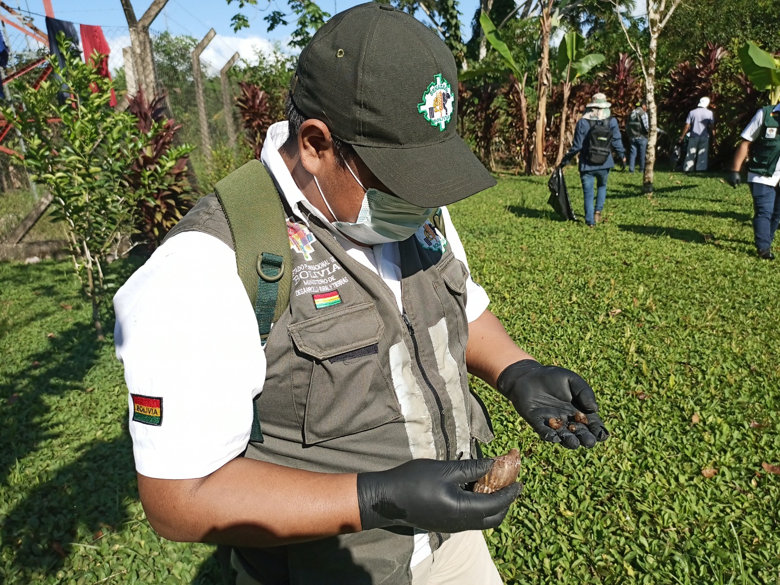 Senasag erradica 2.000 kilos del “Caracol Gigante Africano” en el Trópico de Cochabamba
