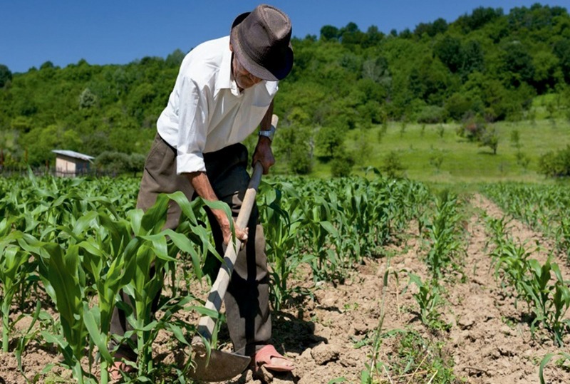 El banco BDP canaliza Bs 246,1 millones a potenciar la actividad agropecuaria y manufacturera en Chuquisaca