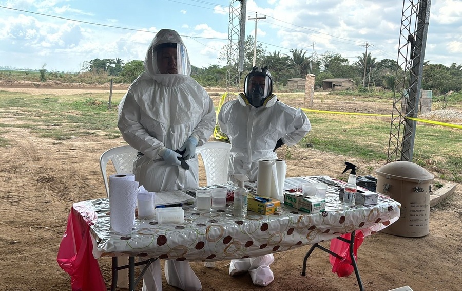 Inician estudios de seroprevalencia para detectar virus de roedores en Teoponte, Guanay y Caranavi