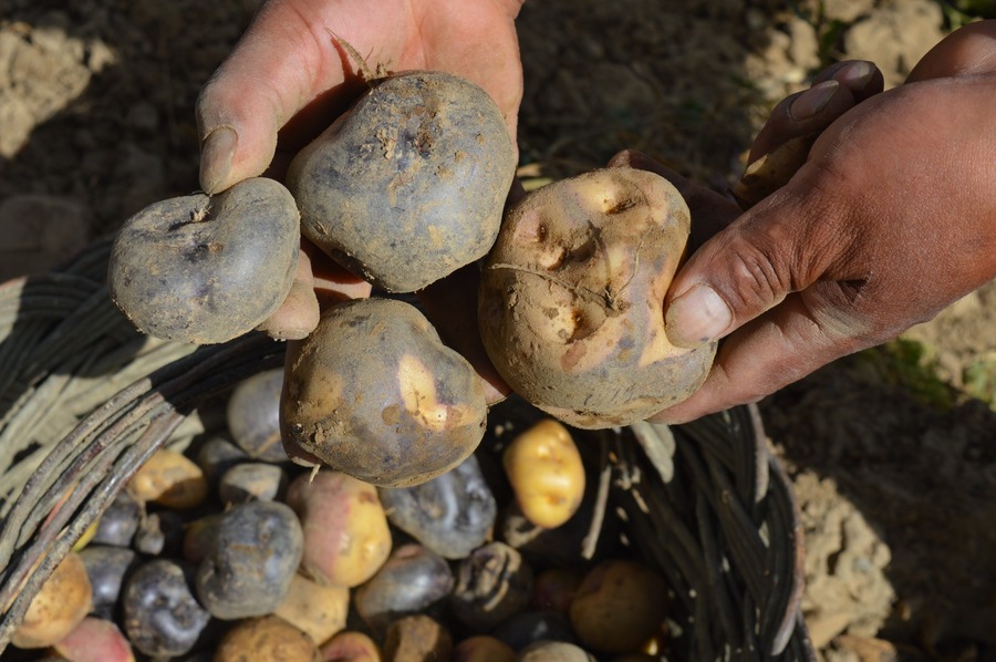 Créditos y asistencia técnica del BDP mejoran calidad de vida de 12.877 productores de Potosí