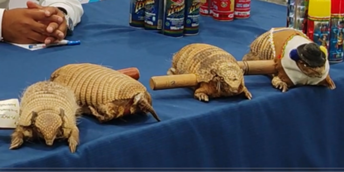 Decomisan matracas elaborados con quirquinchos disecados en el convite del Carnaval de Oruro