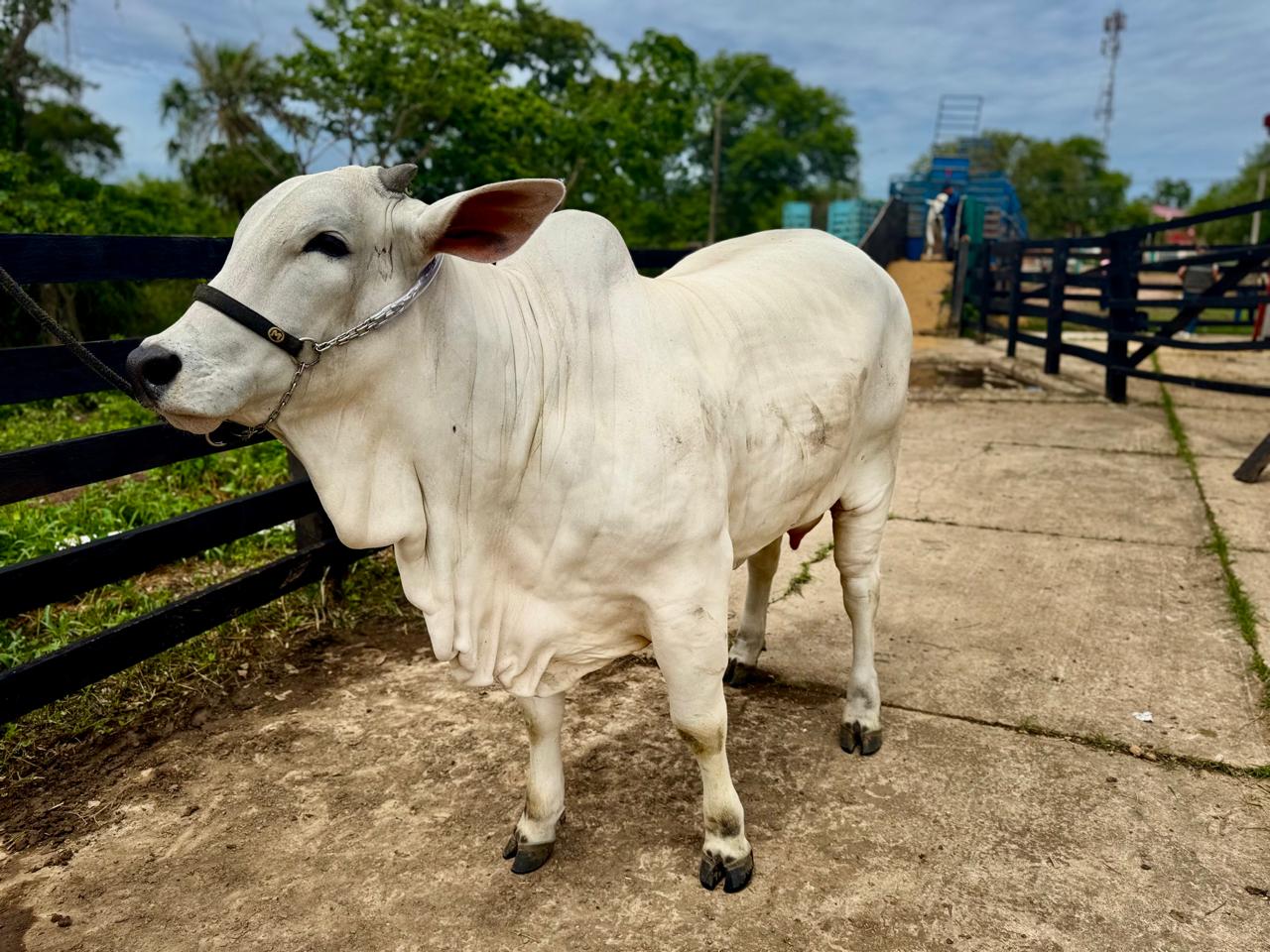 Arranca la Fexpo Beni 2024, la feria más grande del departamento para ofrecer lo mejor de su producción