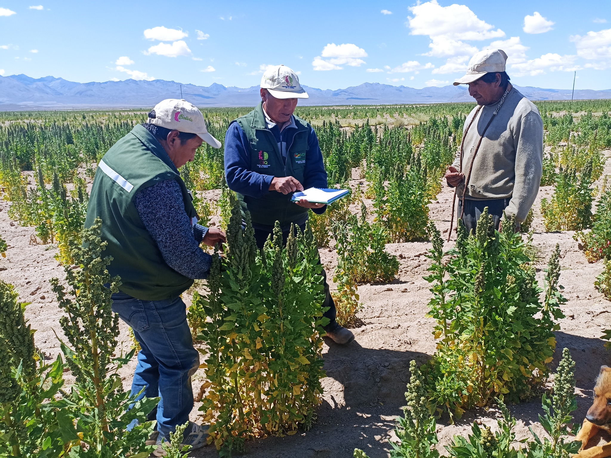 China expresa disponibilidad de cooperar a Bolivia en el desarrollo tecnológico del cultivo de la quinua