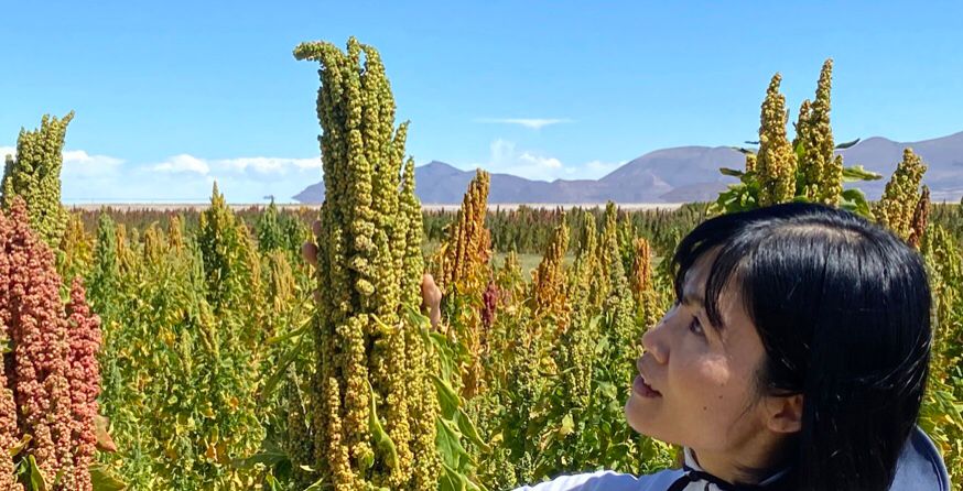 Conocimiento ancestral y tecnología nipona crean quinua resistente al cambio climático