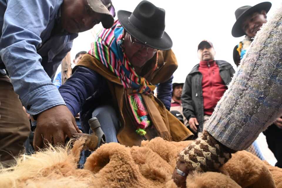 En el altiplano de La Paz empieza la esquila de la vicuña en libertad 