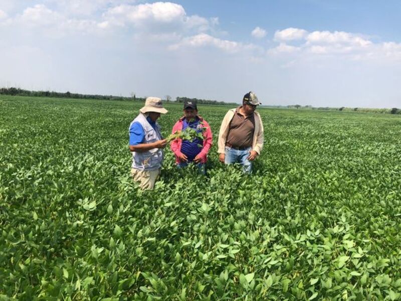 Empresarios califican como un avance muy importante la autorización del uso de la Soya Intacta