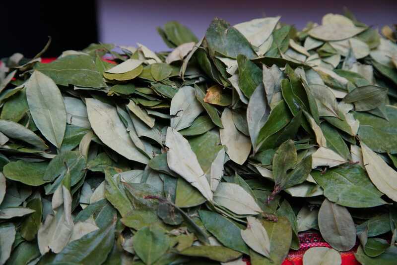 JIFE cambia denominación de la hoja de coca y deja de equipararla a pasta base de droga