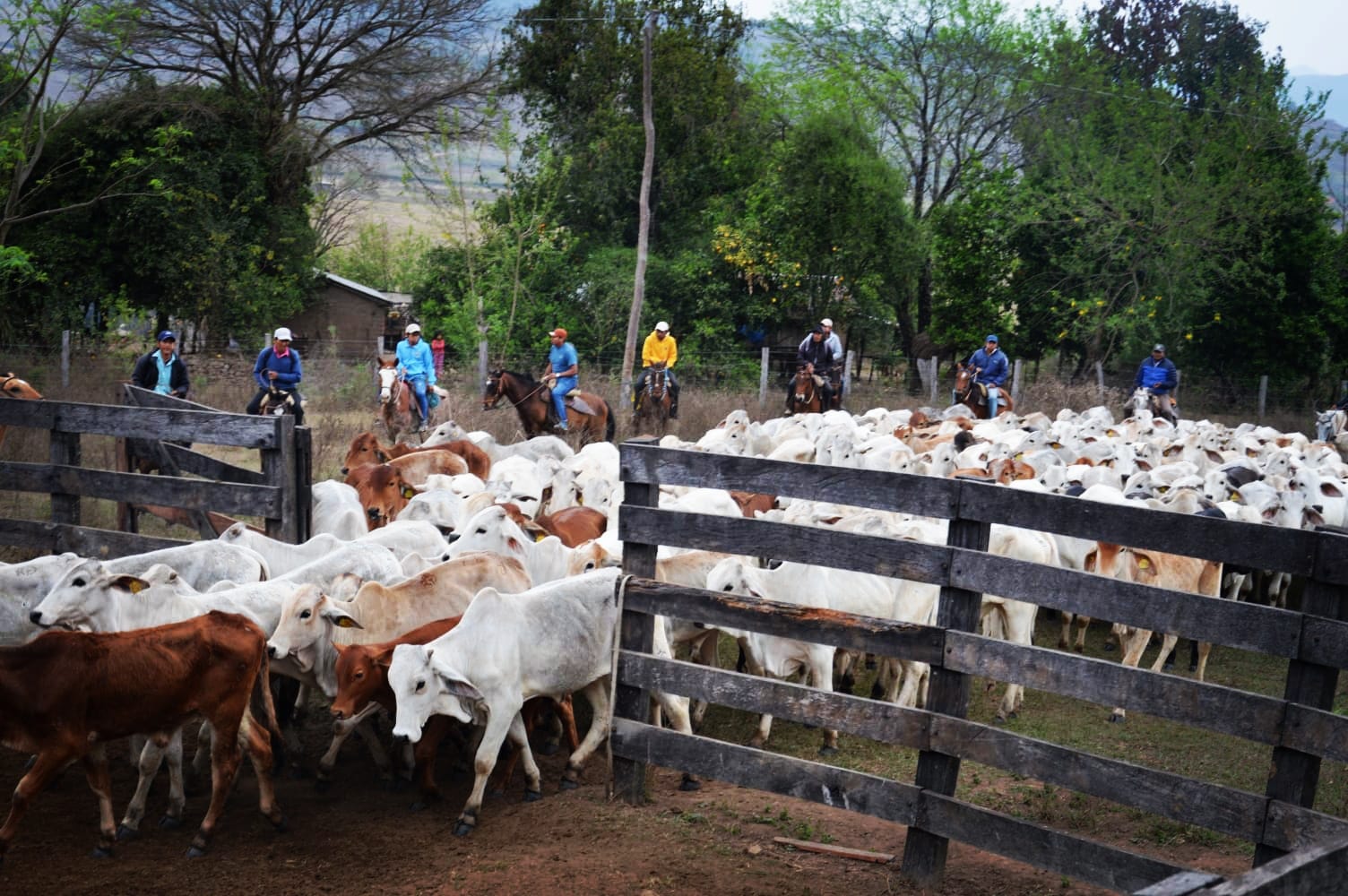 Soberanía alimentaria entrega 276 vaquillas y torillos a ganaderos de Tarija y Chuquisaca