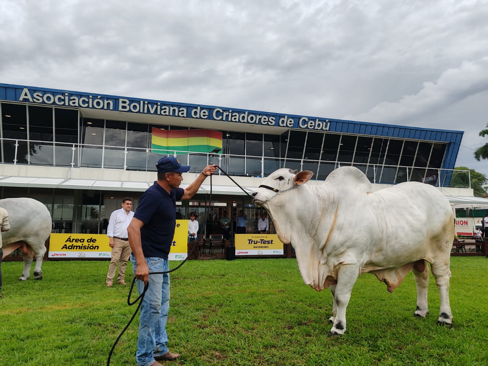 Ejemplar de Cebú en una feria exposición organizada por Asociación Boliviana de Criadores de Cebú (ASOCEBU), Santa Cruz. Foto: RRSS