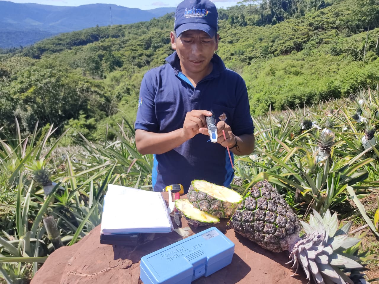 Programa de Intervención para el Mejoramiento de la Producción de Piña de Exportación y Mercado Nacional. Foto: Iniaf - MDRyT
