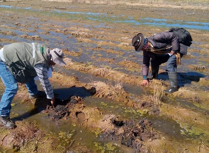 Lluvias solo afectan al 3,5% de hectáreas de cultivos y no ponen en riesgo seguridad alimentaria en el país 