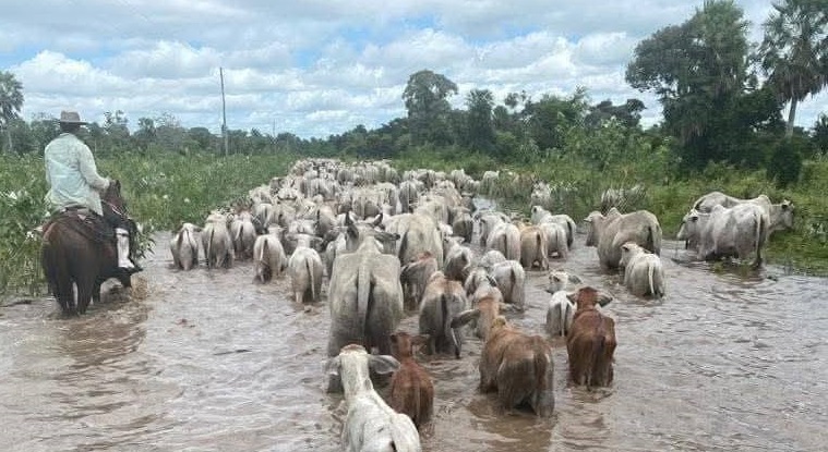 Alrededor de 190.000 cabezas de ganado en riesgo por inundaciones en San Ignacio de Moxos