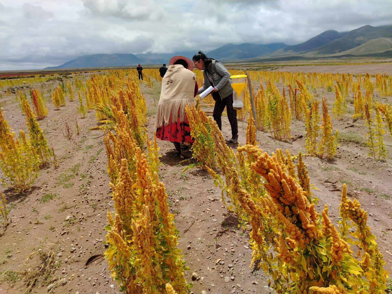 En 50 municipios invirtieron más de Bs de 64,4 millones para fortalecer la producción de quinua
