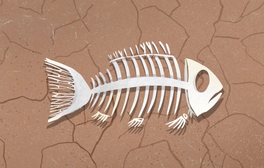 Musef estrenará nueva serie de Memorias Animadas que reflexiona sobre el respeto a la naturaleza