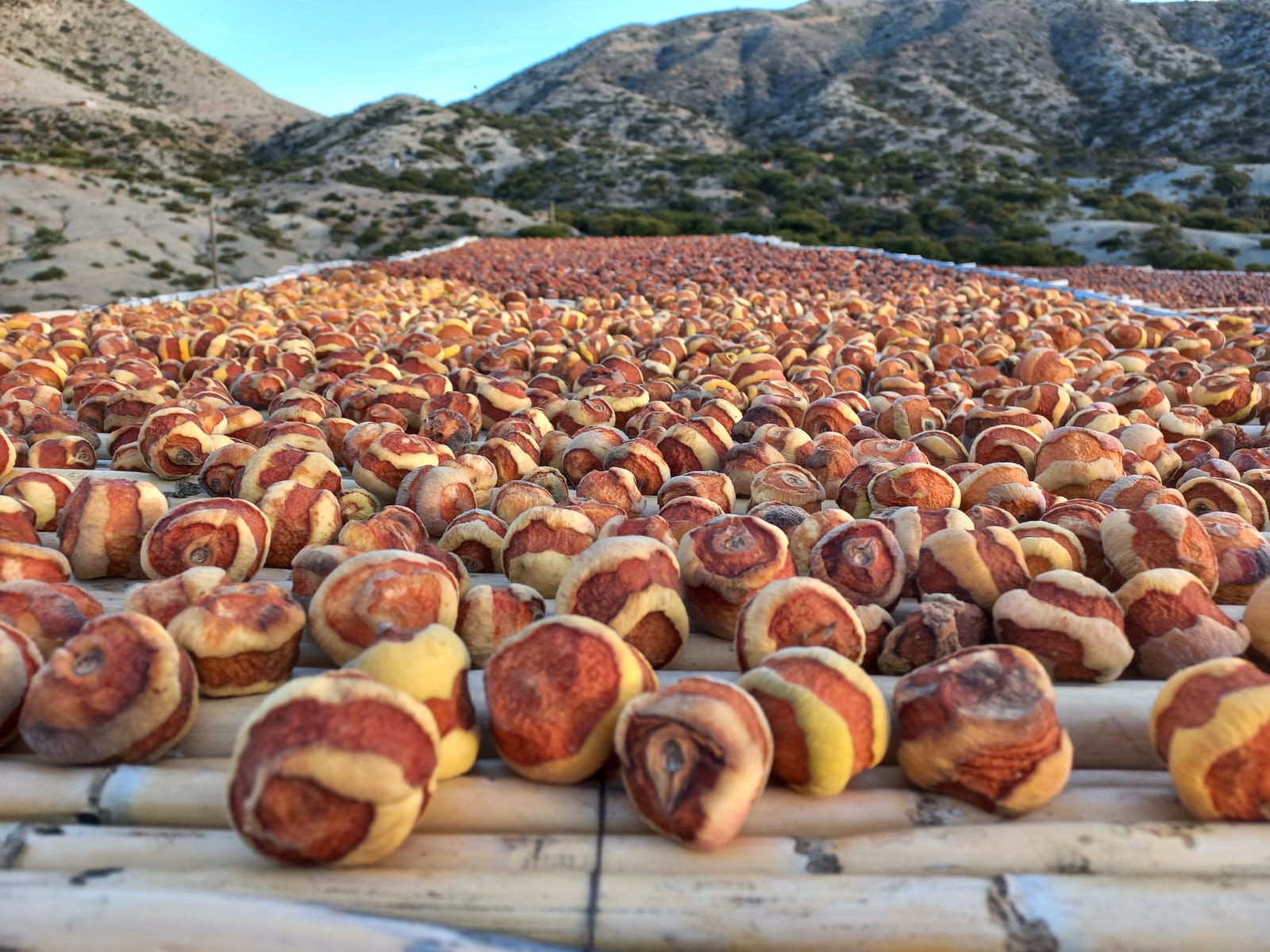 Producción de durazno en la comunidad de Mosoj Liquina del municipio de Culpina, Chuquisaca. Foto: Programa Empoderar