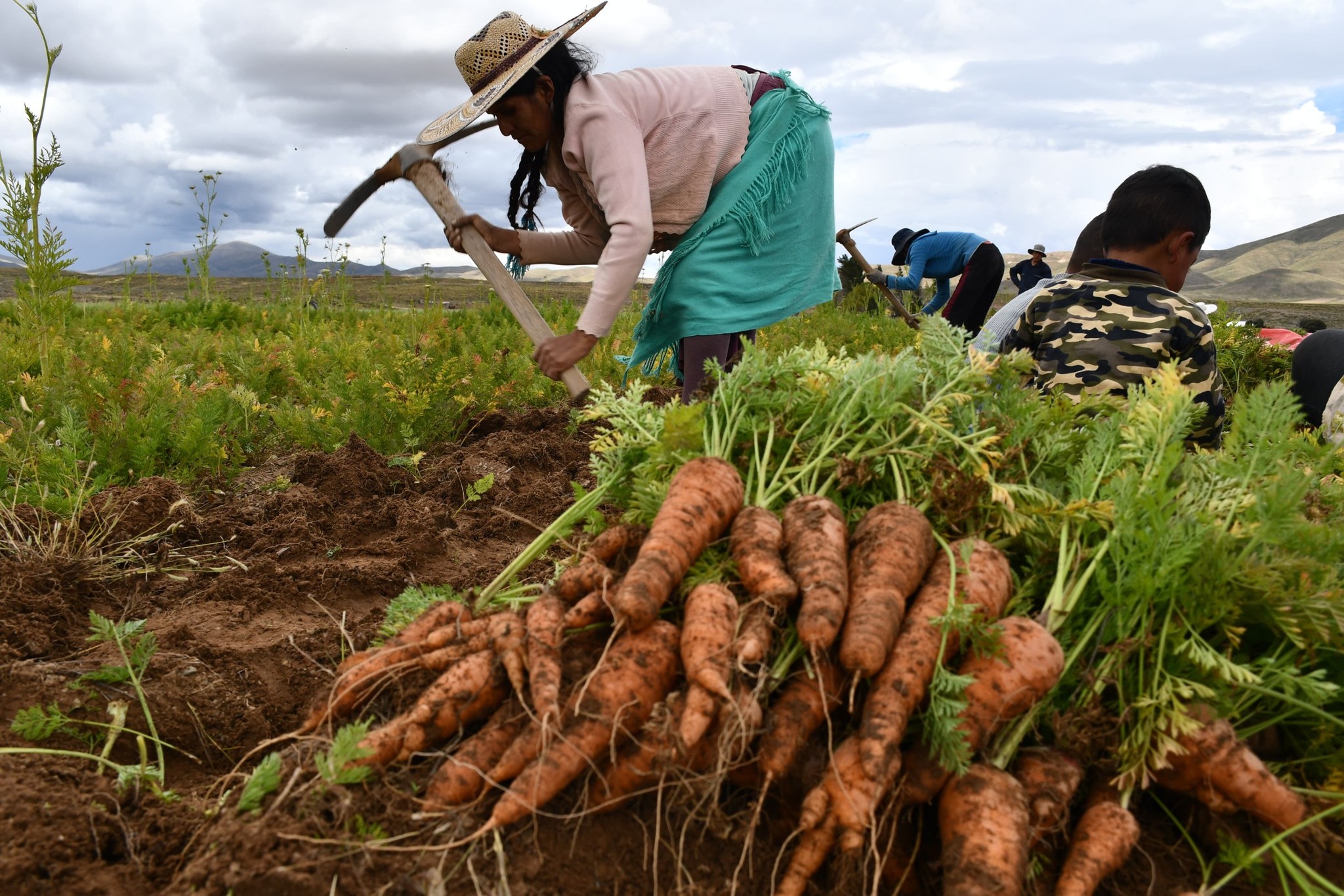 Producción de zanahoria en Soracachi, Oruro. Captura: Viceministerio de Recursos Hídricos y Riego