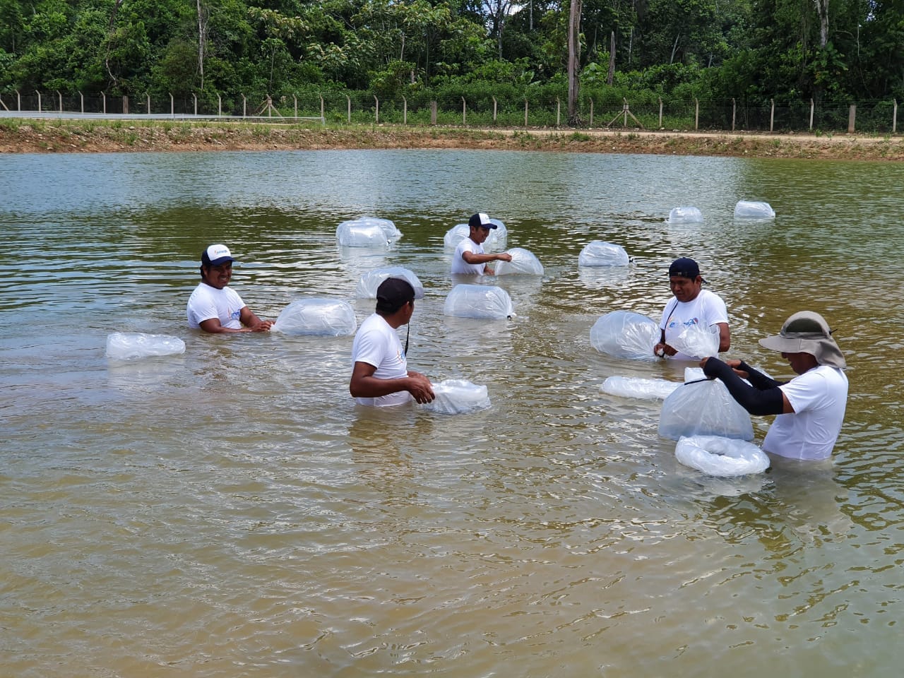 Complejo Piscícola de Chimoré pone a la venta 1,2 millones de alevines de calidad y a precio justo