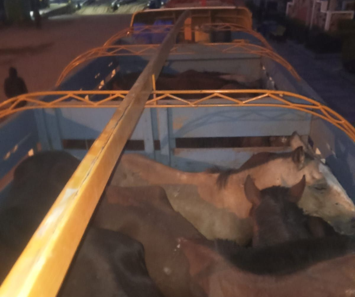 Camión lleno de caballos que eran trasladados de manera irregular por San Pedro de Tiquina, La Paz. Foto: Armada Boliviana