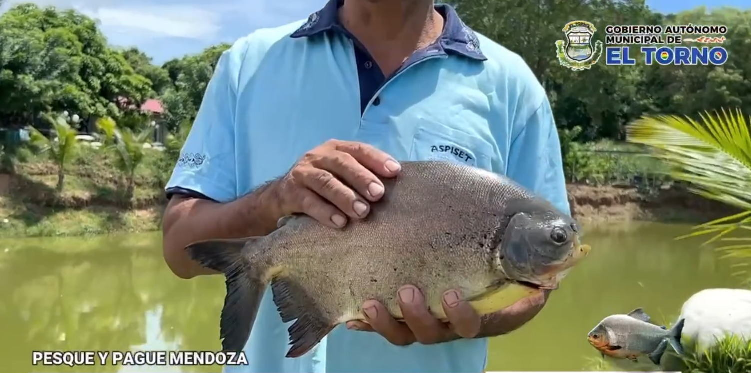 Ejemplar de pacú en una granja piscícola del municipio de El Torno, Santa Cruz. Captura: GAM El Torno