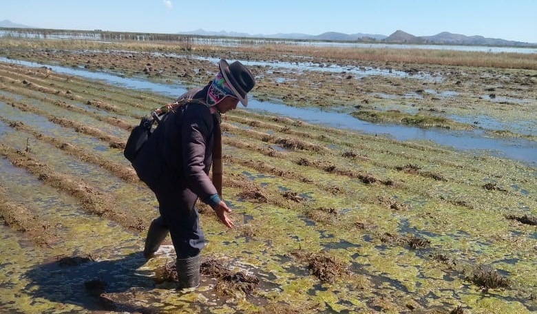 Fenómenos naturales afectan a 133.898 hectáreas de cultivos, descartan escasez de alimentos
