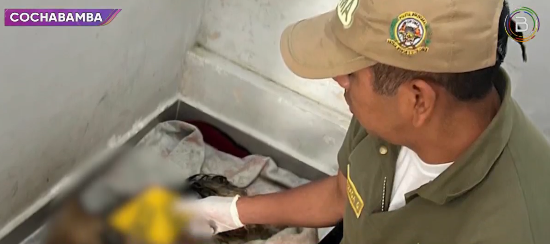 Investigan caso de biocidio en Cochabamba por un presunto nuevo modus operandi para robar domicilios