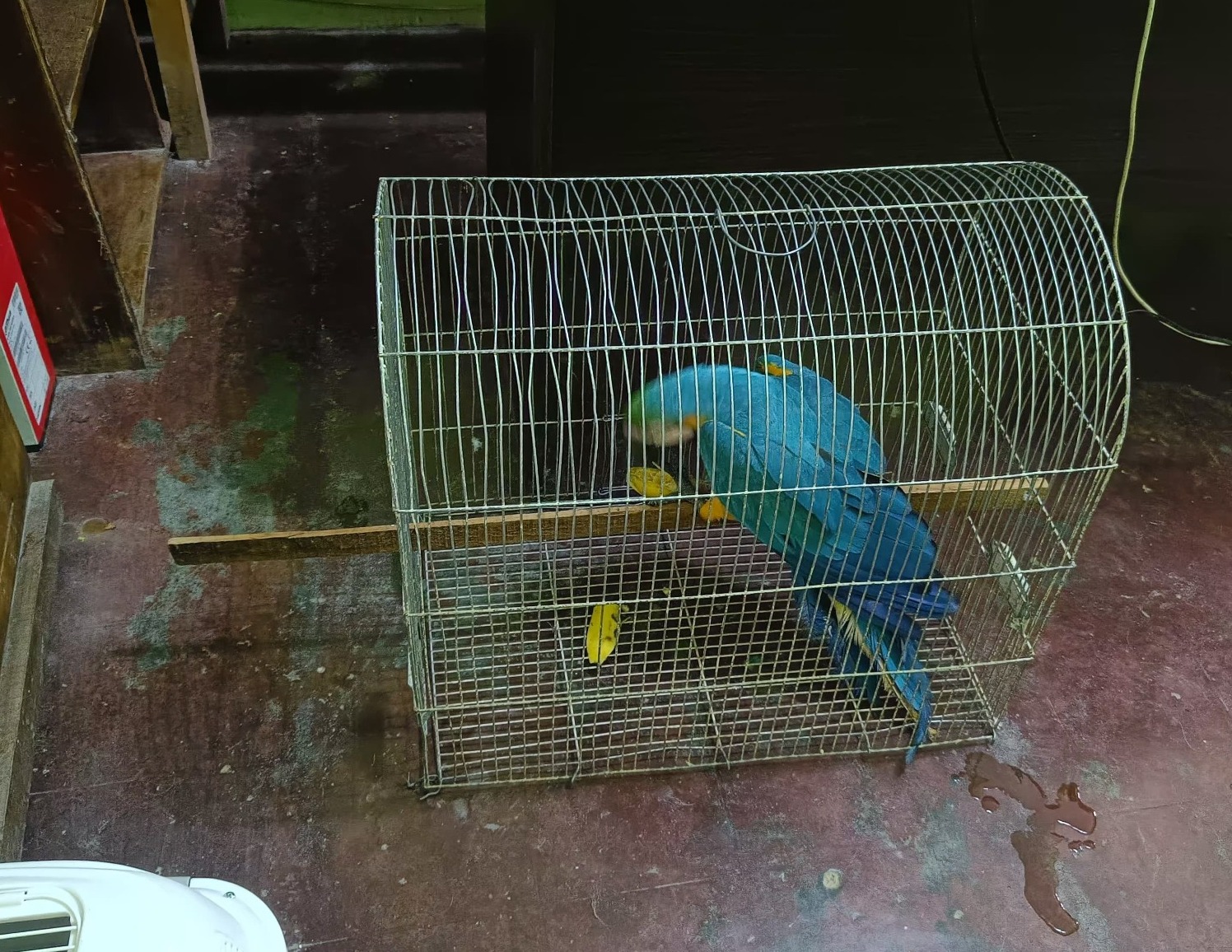 Lucha contra delitos ambientales se refuerza en Yolosita, rescatan a aves silvestres y aprehenden a dos personas