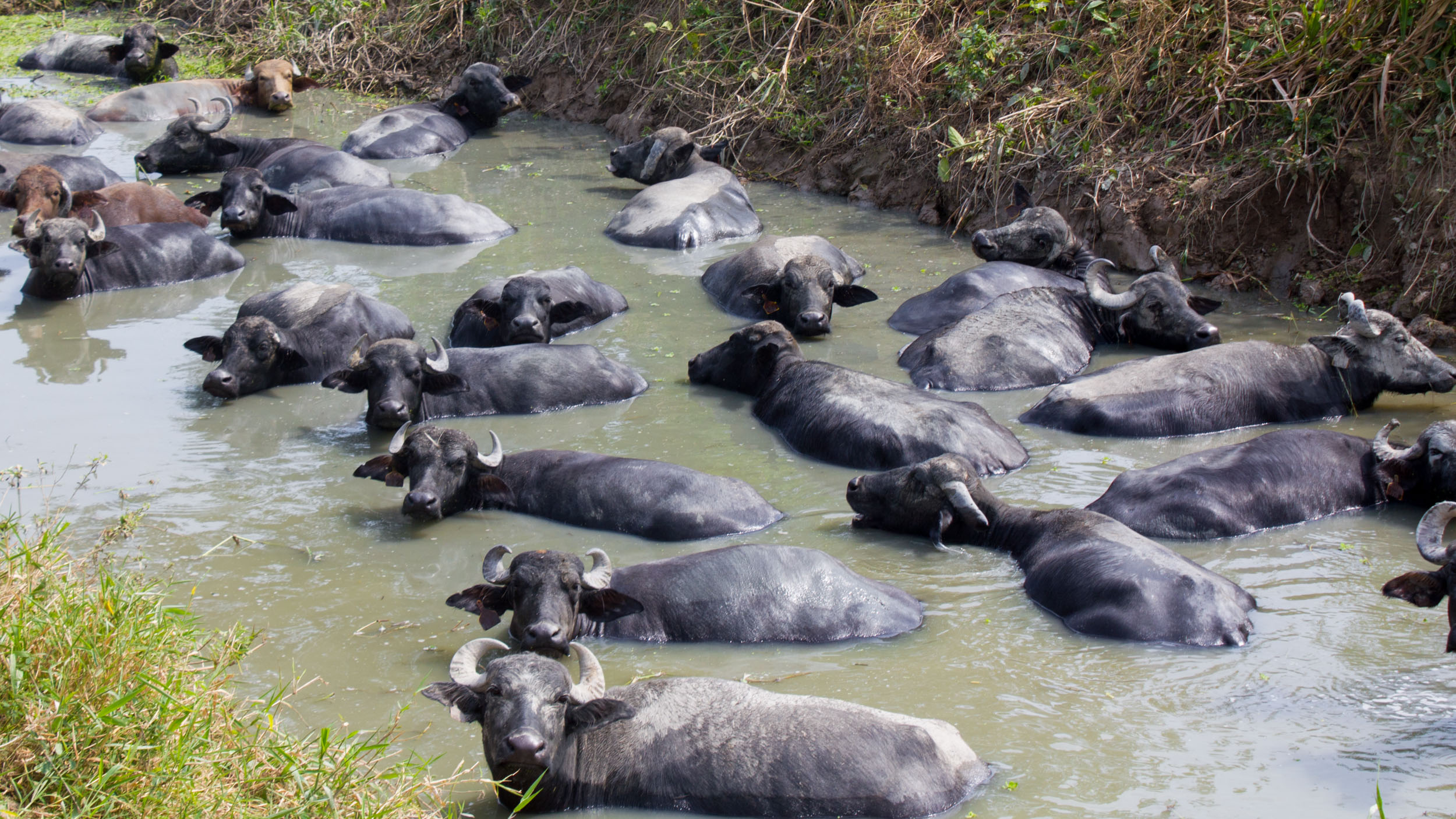 Ejemplares de Búfalo de agua. Foto: Agropecuaria La Búfala