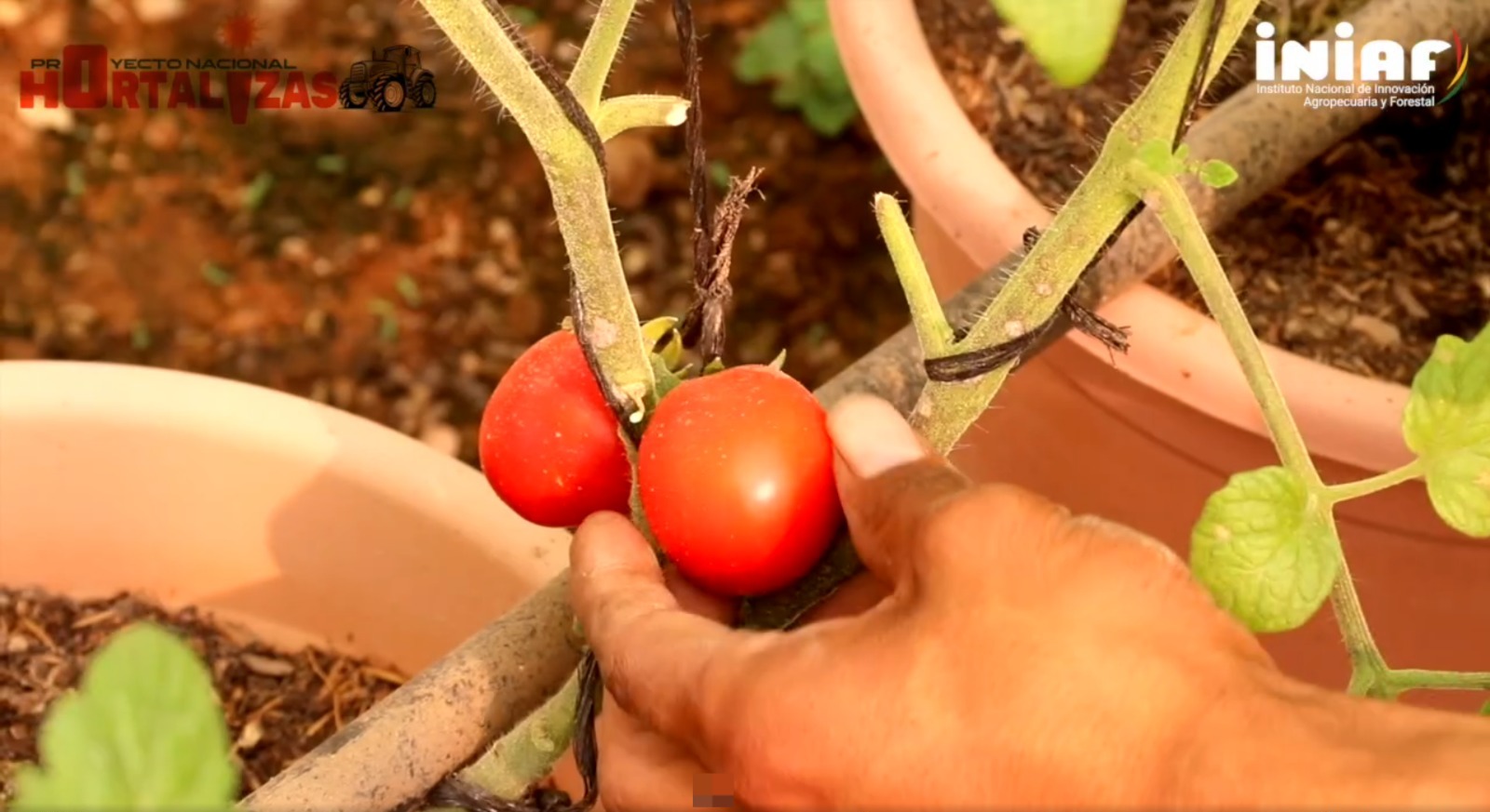 Mejoramiento genético del tomate en Bolivia, realizado por el Proyecto Nacional de Hortalizas. Captura: Iniaf