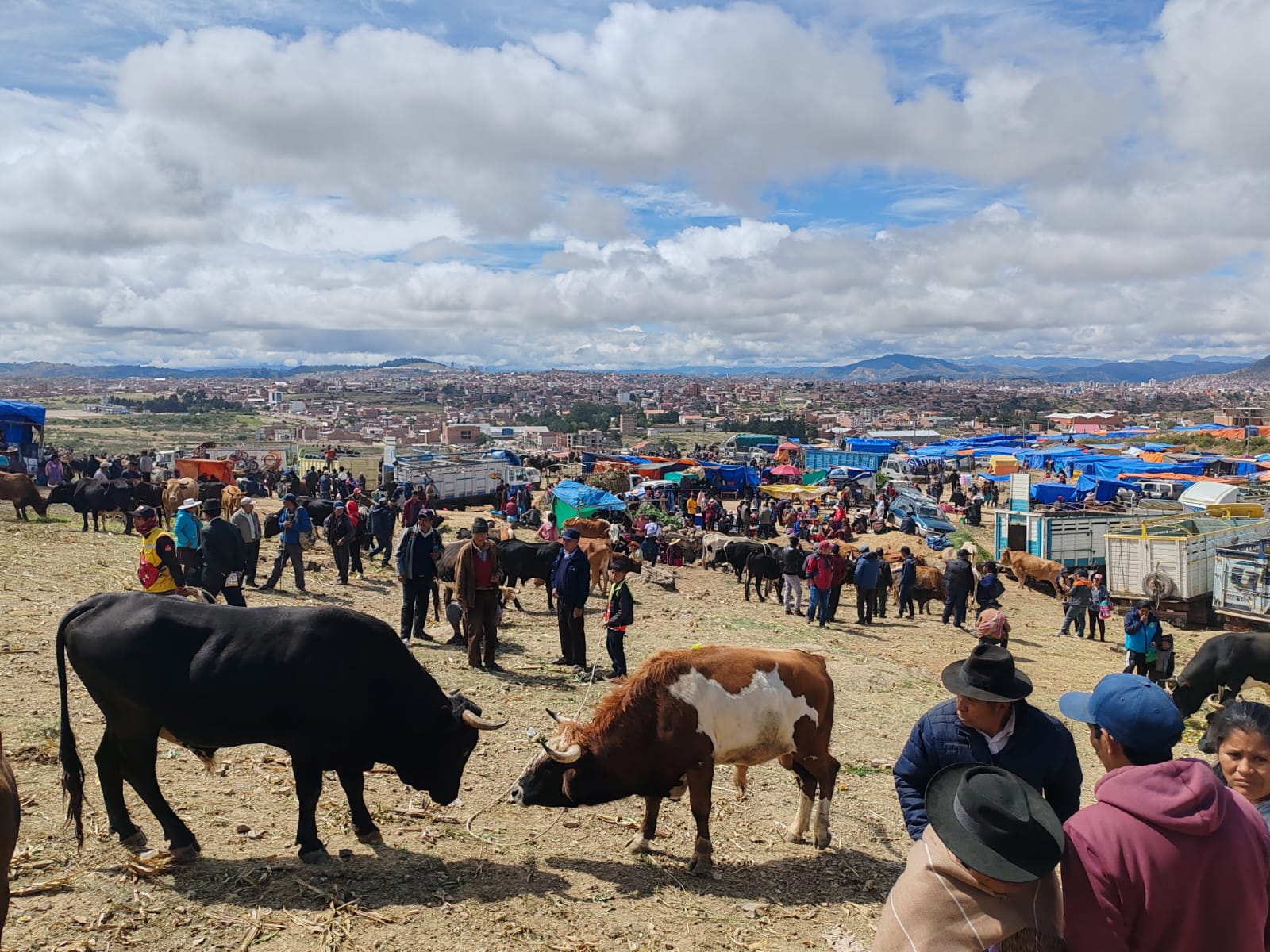 Feria ganadera de Pascua 2025 en el Barrio Betania de la zona Lajastambo de Sucre. Foto: Senasag