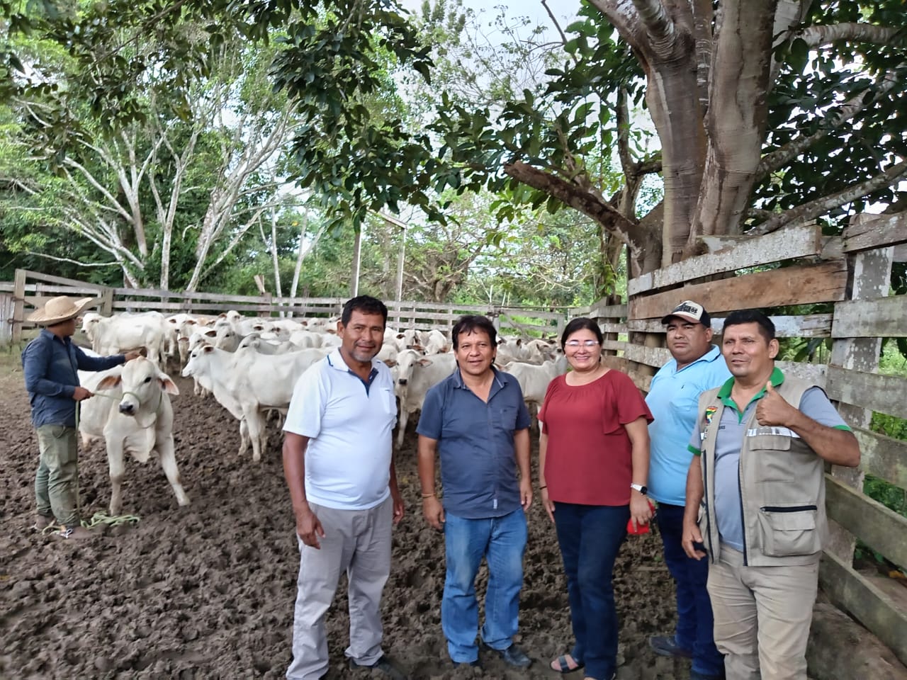 Gobierno nacional impulsa y potencializa la producción de ganado bovino en comunidades de Bella Flor, Pando. Foto: FDI