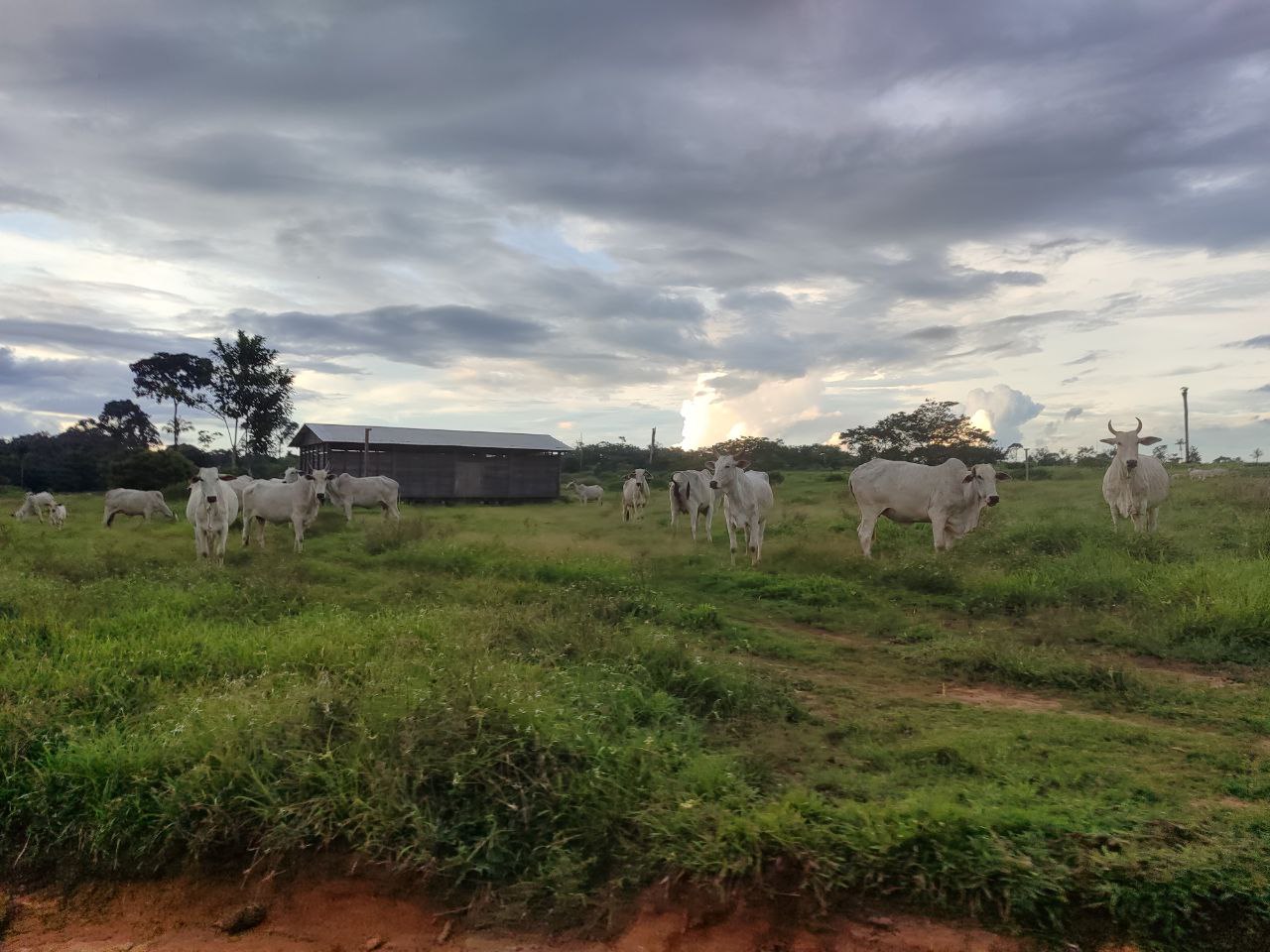 Gobierno nacional impulsa y potencializa la producción de ganado bovino en comunidades de Bella Flor, Pando. Foto: FDI