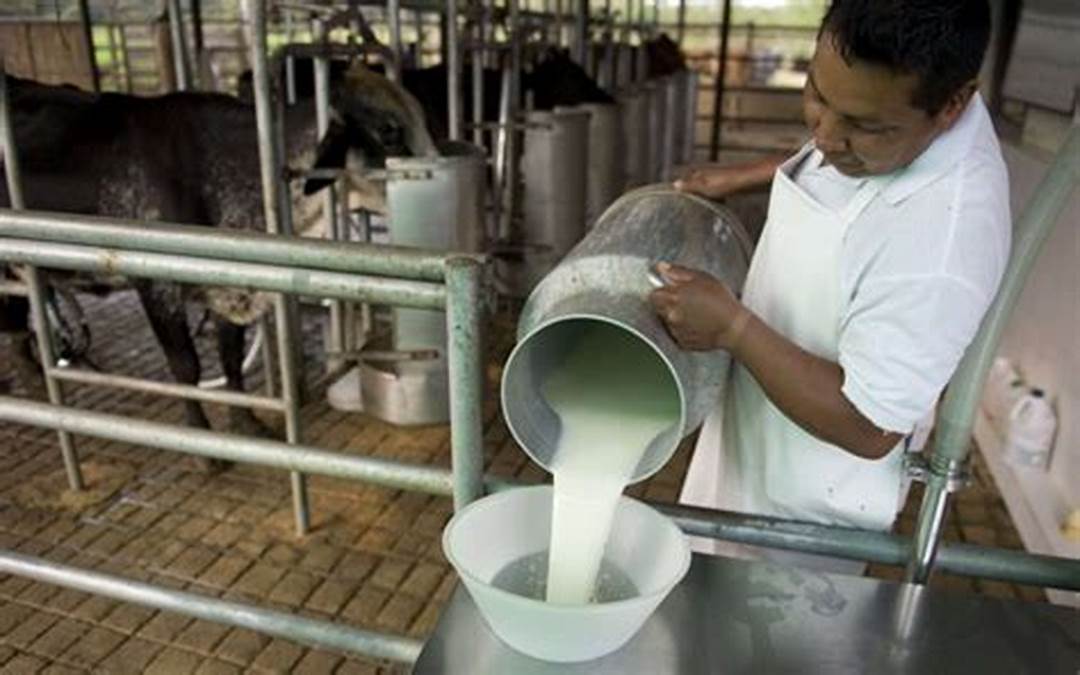 Productor recolectando leche fresca de vaca. Foto: RRSS