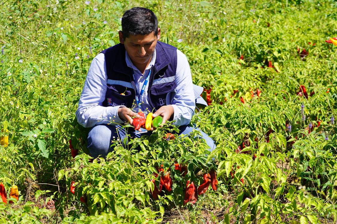 Insa evalúa daños en cultivos de ají en Chuquisaca. Foto: INSA