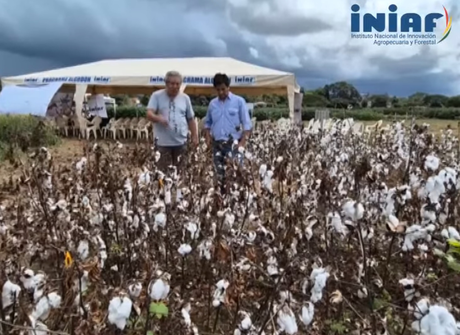 Prueban con éxito sistema que retiene la humedad para mejorar cultivos de algodón en Santa Cruz