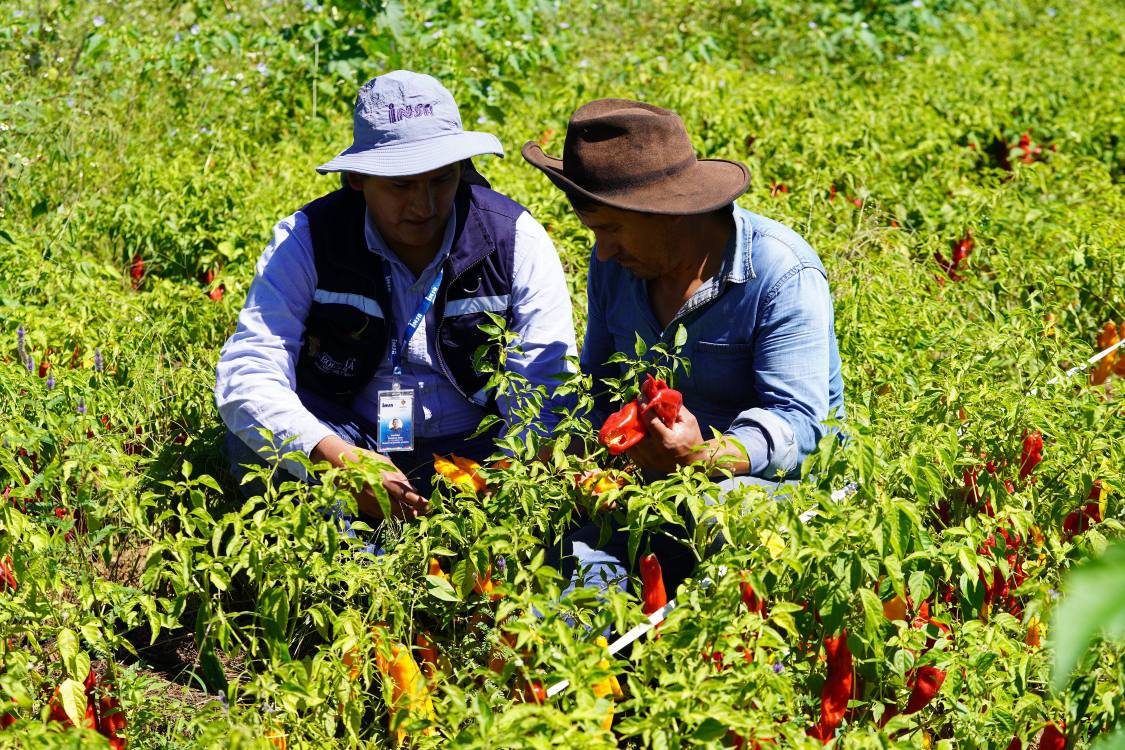 Insa evalúa daños en cultivos de ají en Chuquisaca. Foto: INSA 